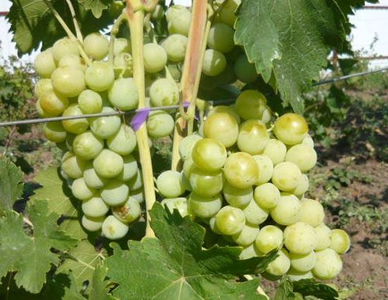 Виноград Смарагд: описание, характеристики, уход и выращивание, фото, отзывы