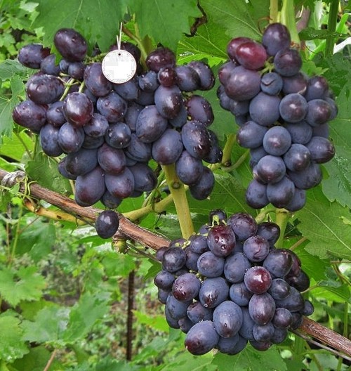 виноград Томайский