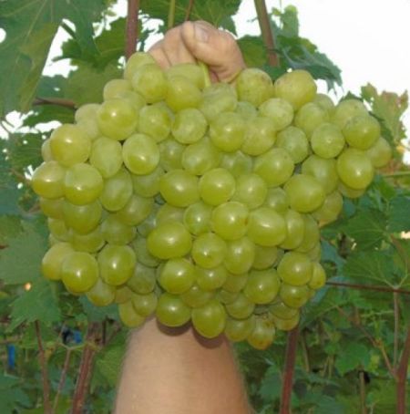 Виноград Валек описание сорта, урожайность, фото и отзывы