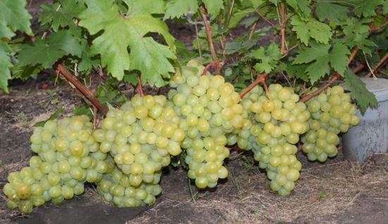 плодоношение куста г.ф. винограда Валек