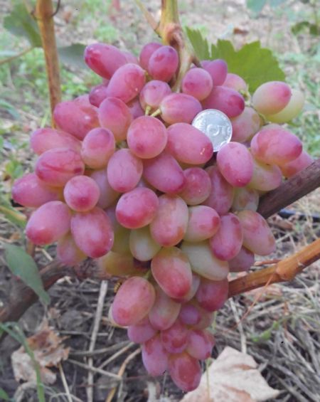 гроздь винограда Водограй