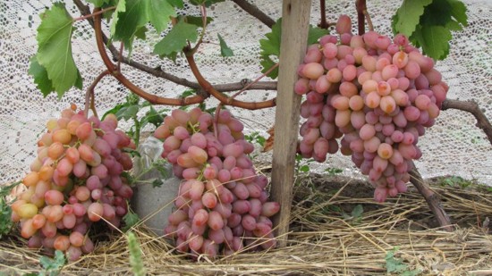 плодоношение молодого куста винограда Водограй