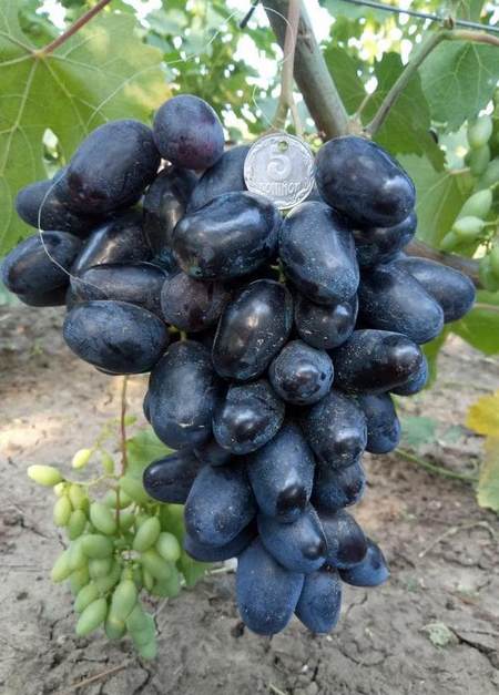 гибридная форма винограда Рэмбо