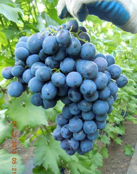 виноград Ришелье