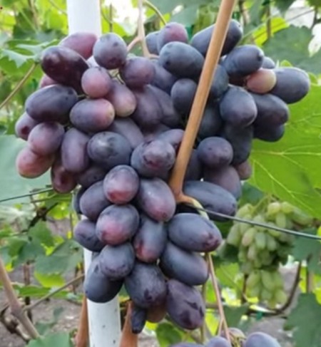 сорт винограда Содружество