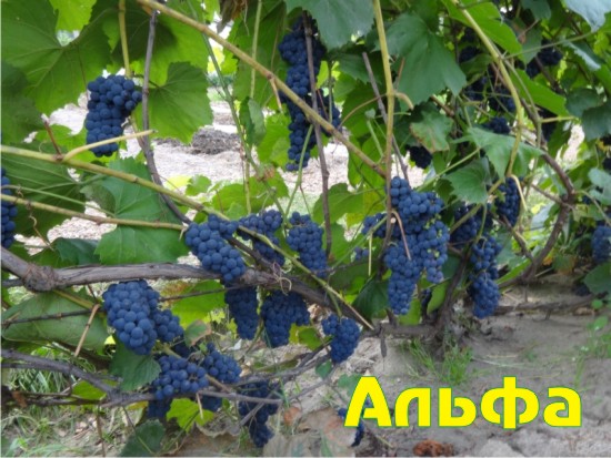 сорт винограда Альфа