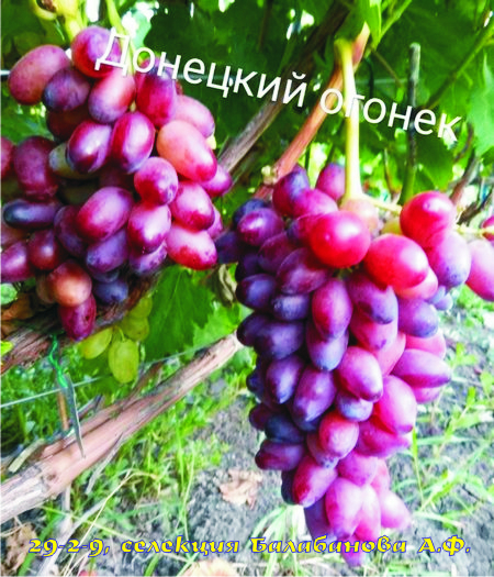 виноград Донецкий огонек