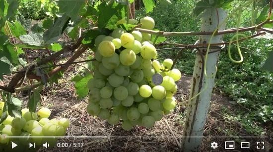 Виноград Индиана (Бурдака А.В.). Фото, видео, описание сорта