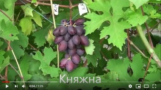 виноград Княжна на участке автора