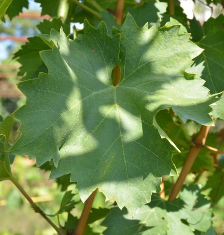 лист сорта винограда Лазур