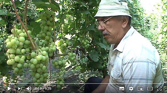 видео о винограде Наталья Ростова