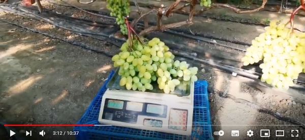 видео о сорте винограда Памяти Шмелева