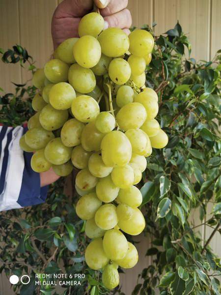 сорт винограда Пятигорский Сувенир