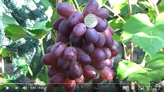 Видео о сорте винограда Ренессанс Криули С.И.
