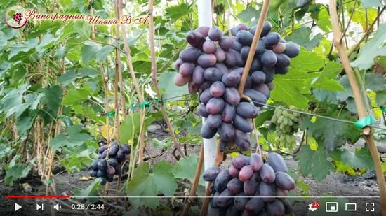 видео о винограде Содружество