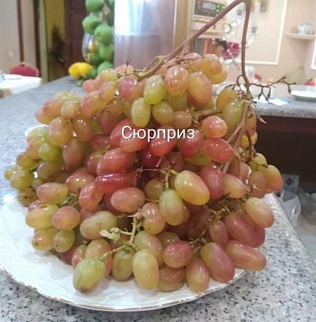 виноград Сюрприз 