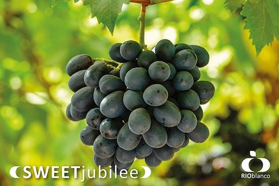 сорт винограда Sweet Jubilee (IFG)