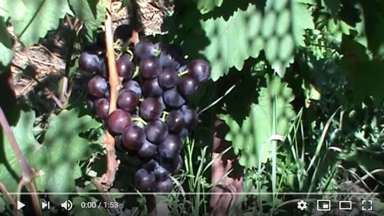 видео плодоношения винограда Тюльпан