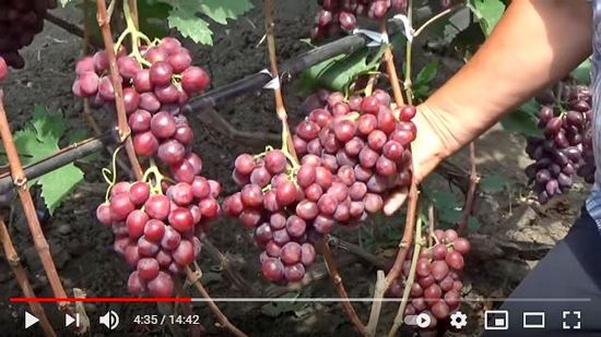 видео обзор винограда велюр