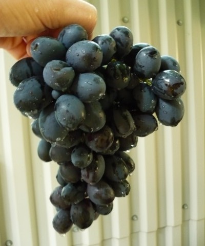 сигнальная гроздь с двухлетнего куста винограда Алма Ата 9