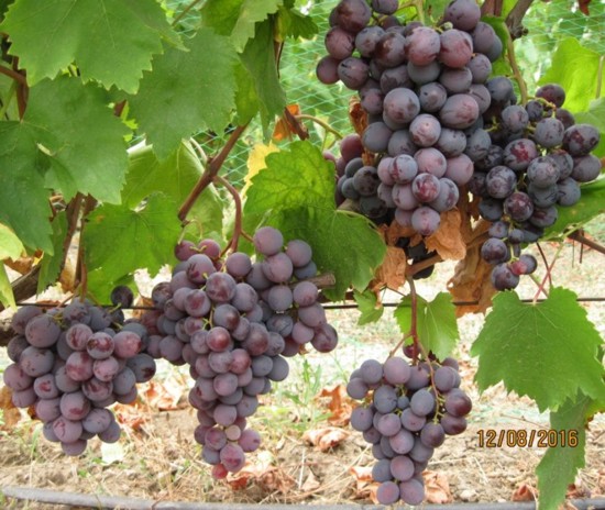 Виноград Армани (Бурдака А.В.) - описание и фото сорта