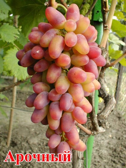 сорт винограда Арочный