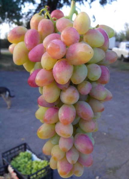 виноград Арочный