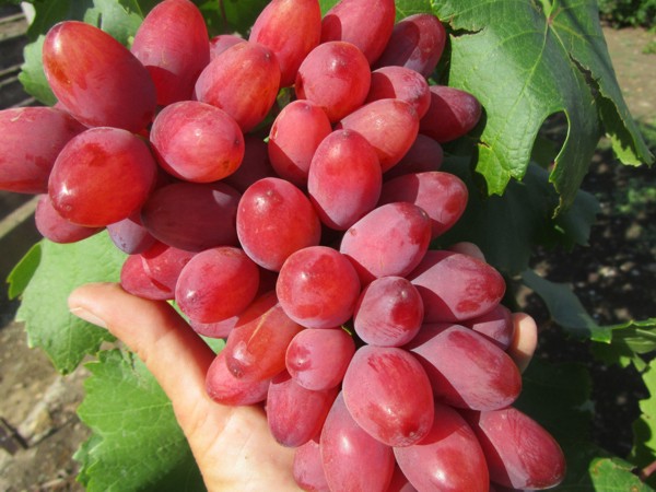 виноград Богема, селекции Загорулько