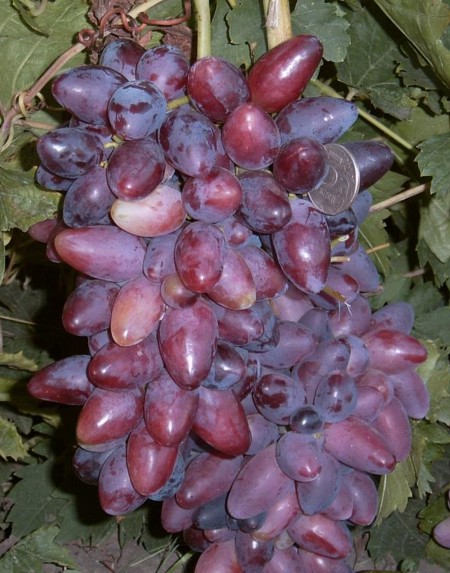 виноград Данилка