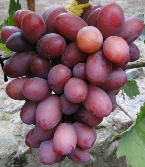 гибридная форма винограда Дашуня селекции Вишневецкого