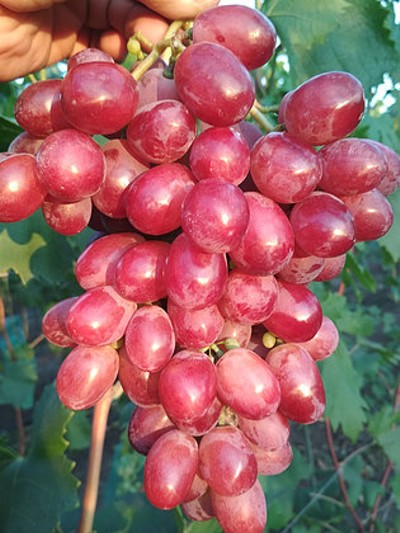 виноград Дубовский красный