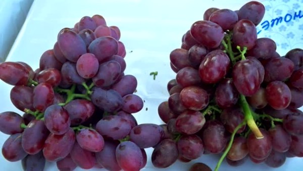 грозди винограда Фаэтон