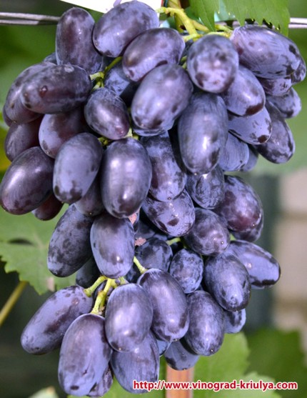 Описание сорта винограда Кортезе
