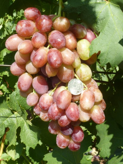 авторская гибридная форма винограда Гусева Опал