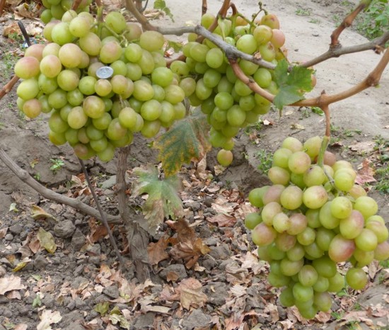 гибридная форма винограда Пиктораль Писанки О.М.