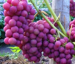 Все лучшие сорта винограда: посадка и уход