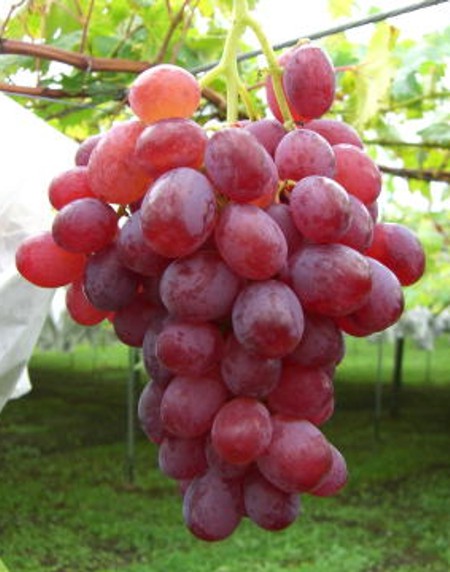 Виноград Rosario Rosso