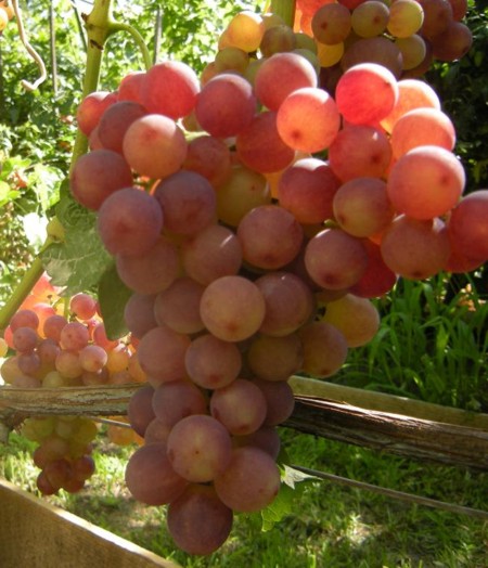 виноград розмус описание сорта фото отзывы