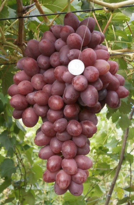 виноград Рубиновая Капля