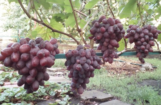 грозди г.ф. Румейка на двухлетнем кусте винограда