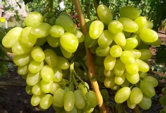 Сорт Сицилия виноград