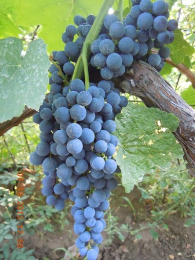 неприхотливый виноград для начинающих Венус сидлесс