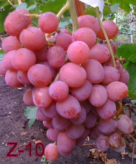 Сорт винограда Z-10