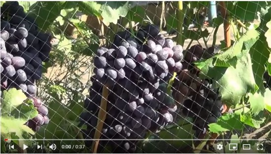 видео винограда Забава