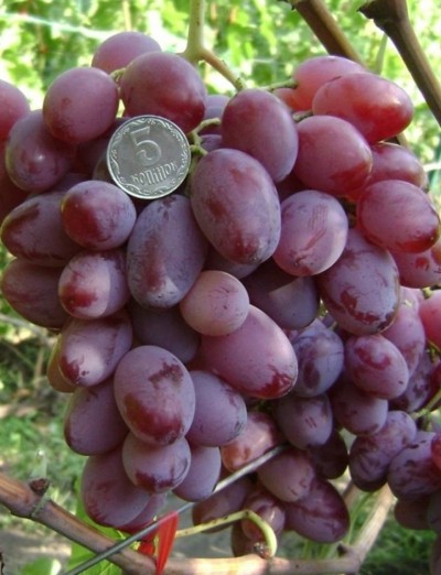 сорт винограда Зарево (Придорожный)