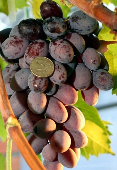 виноград Зарево (Придорожный)
