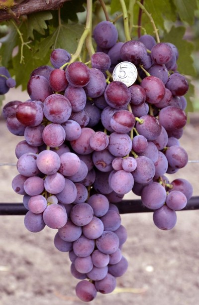 виноград заря несвятая описание сорта фото отзывы