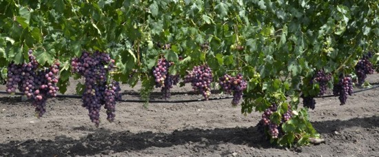 Заря Несветая виноград