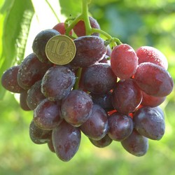 виноград Велюр